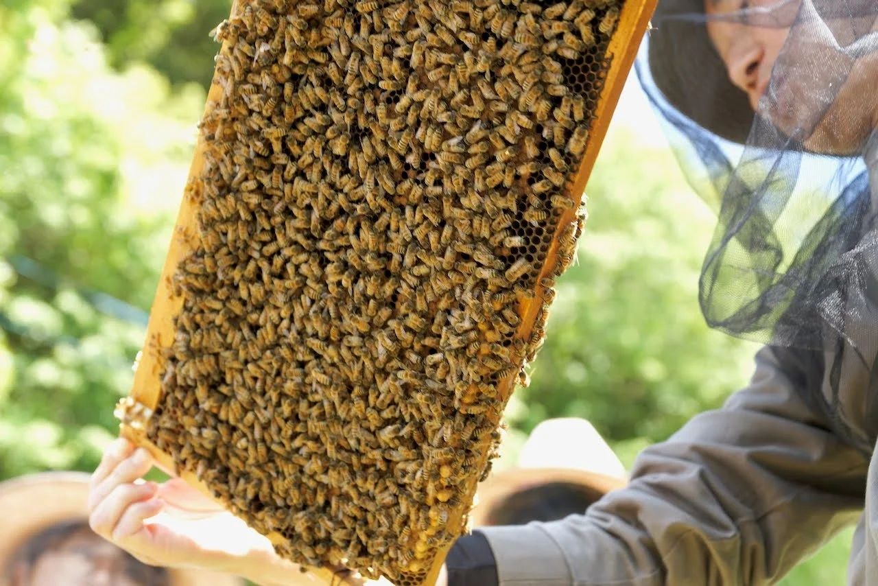 養蜂家とミツバチの巣